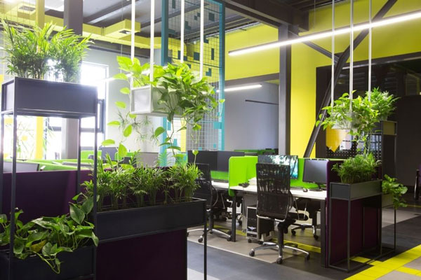 Văn phòng làm việc nếu được đặt nhiều cây xanh sẽ mang lại không khí trong lành, gần gũi với thiên nhiên